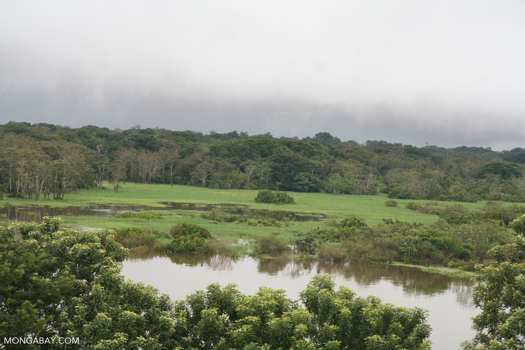 Amazon meadow