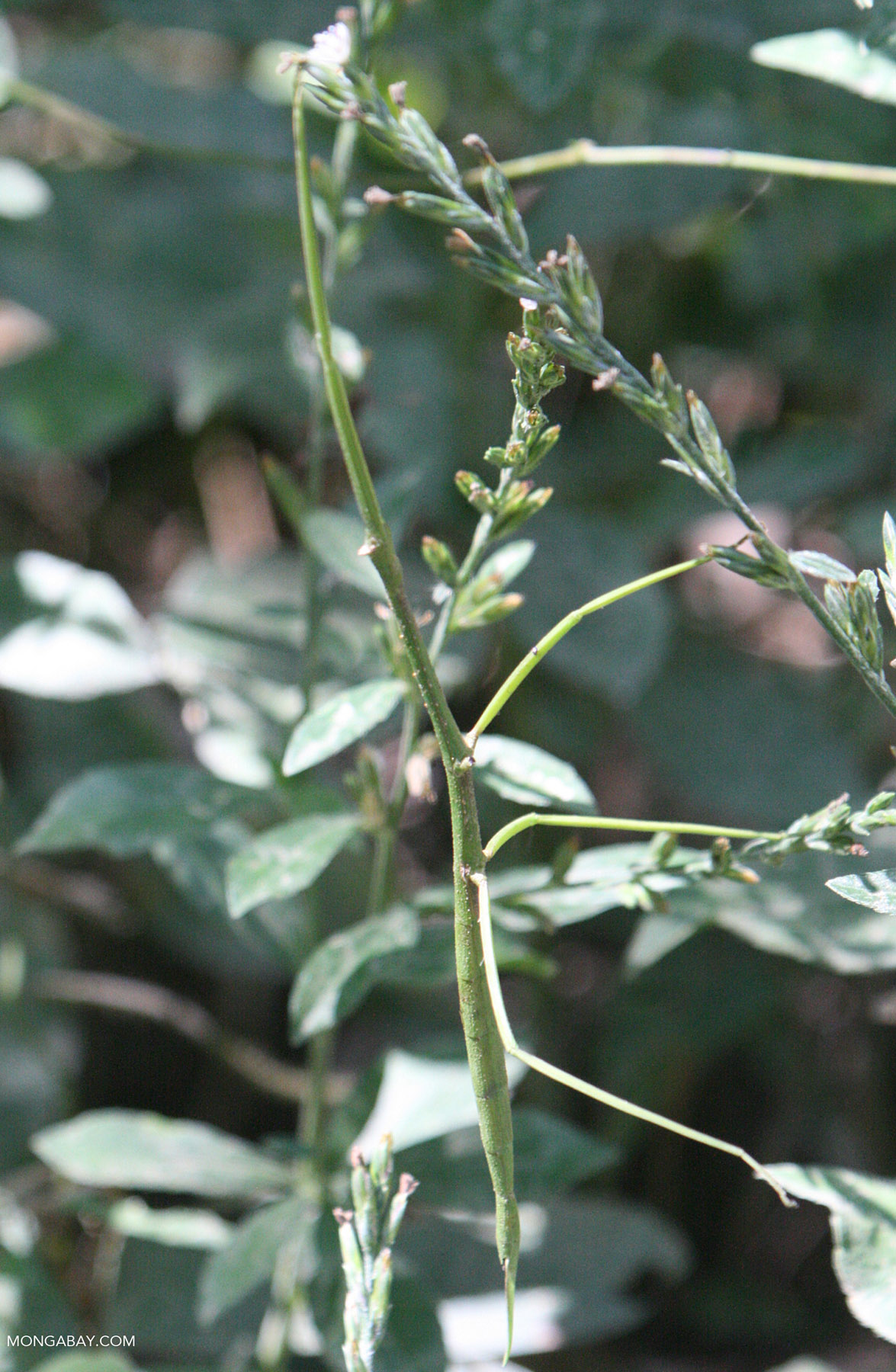 Green stick insect [costa_rica_5812a]
