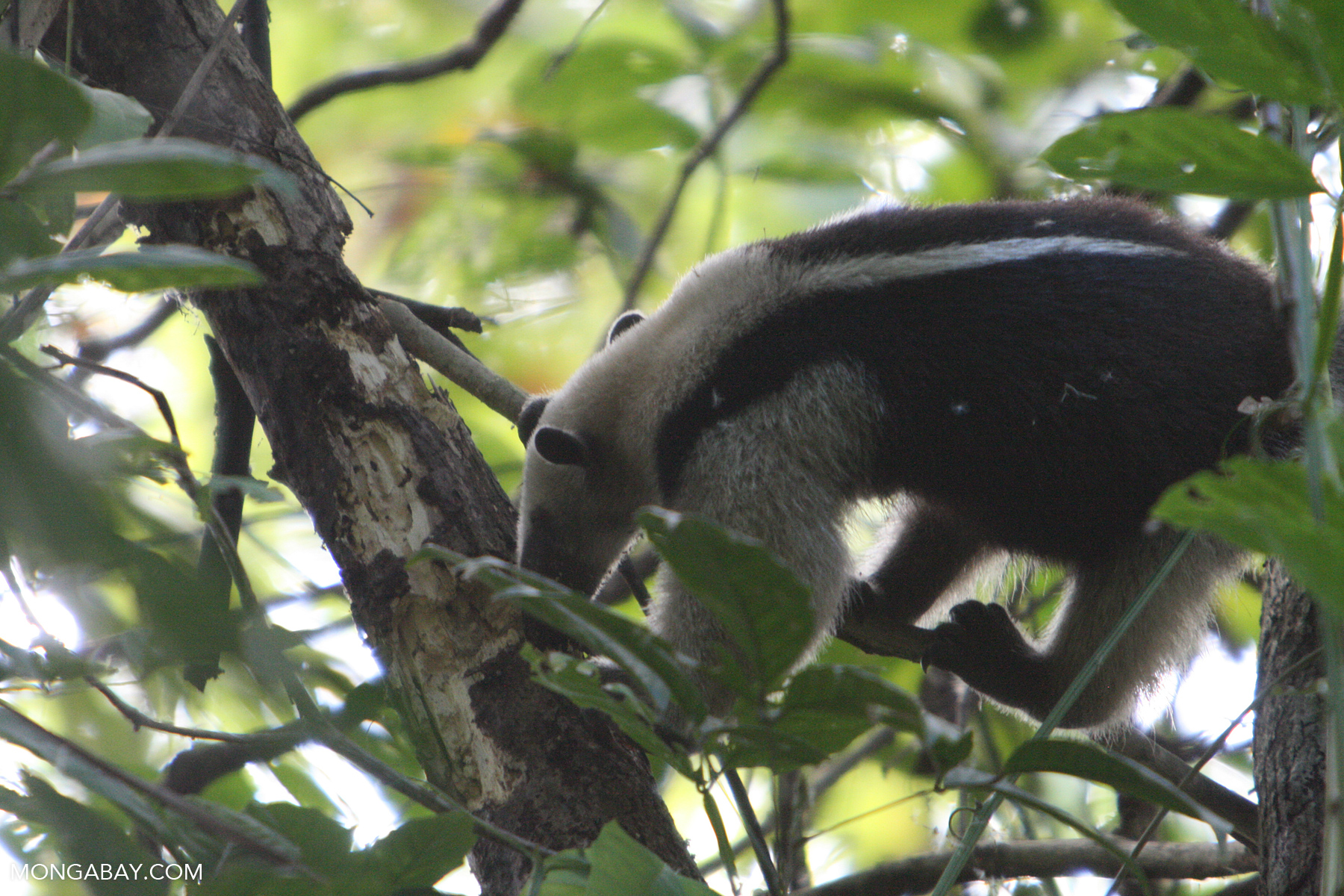 Lesser Anteater (Tamandua tetradactyla) [costa_rica_5954]