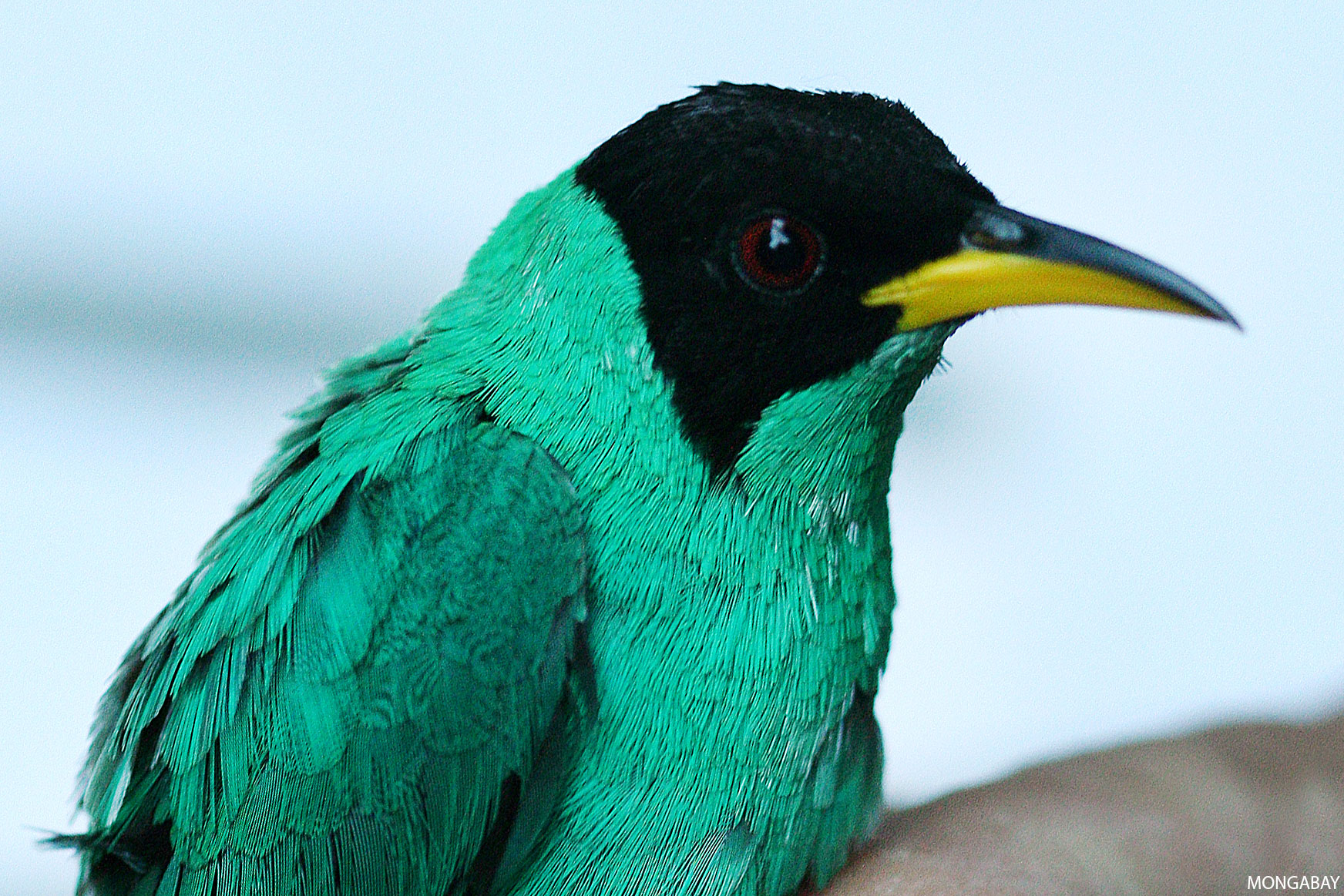 Green Honeycreeper