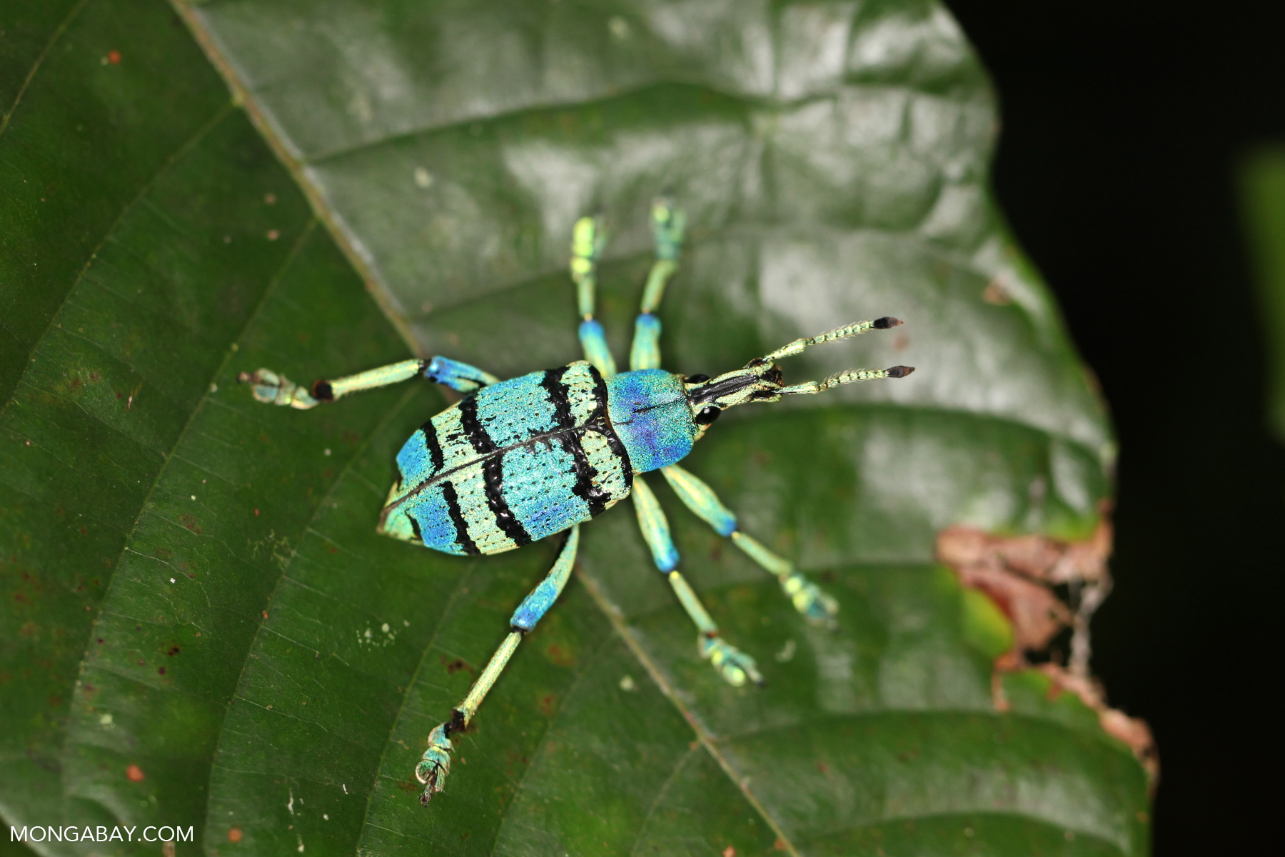 Blue and turquoise beetle from New Guinea [not Eupholus bennetti]