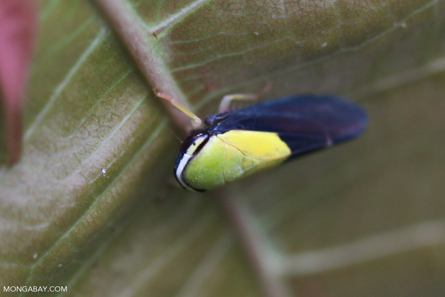 Western Samar Insect west-papua_1068