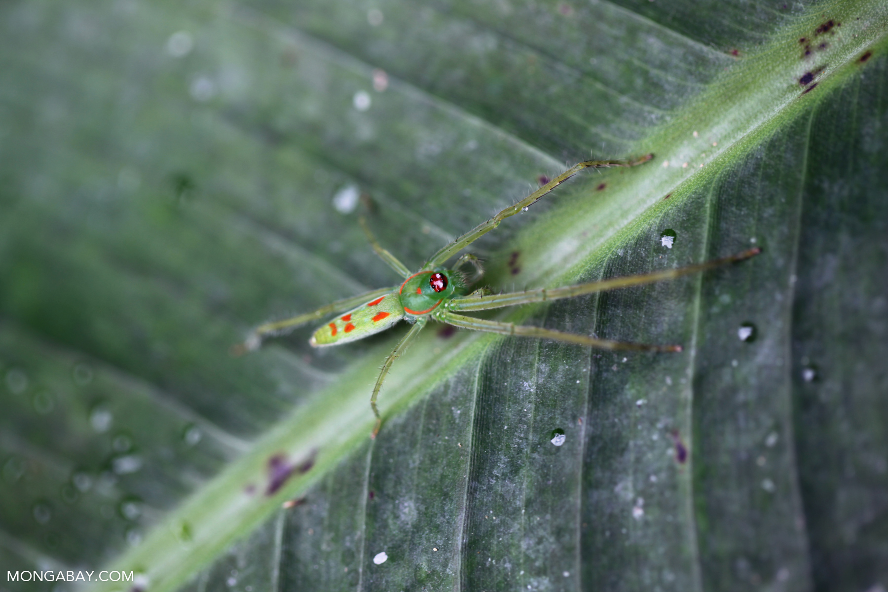 Green spider with orange spots