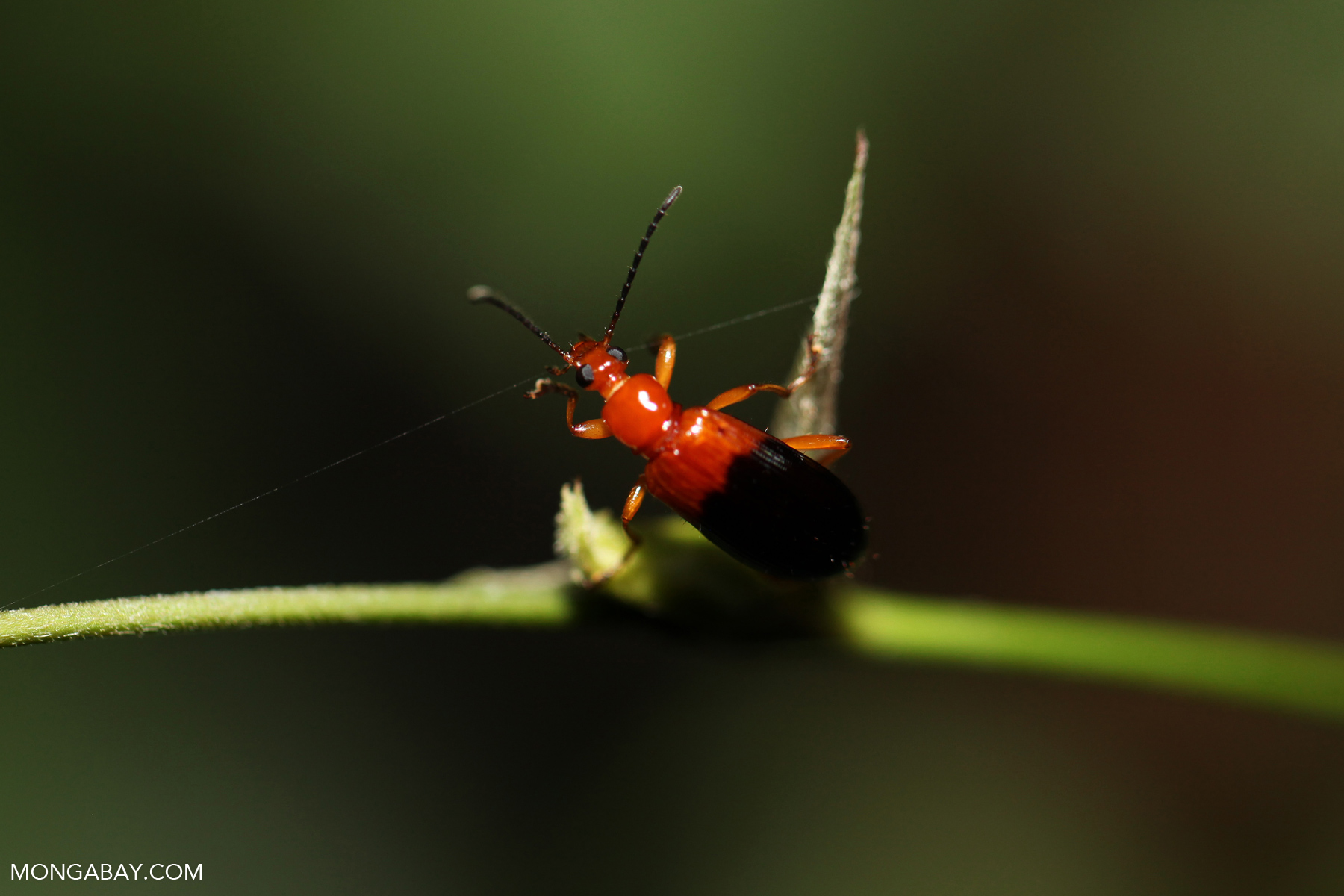 Half red, half black beetle