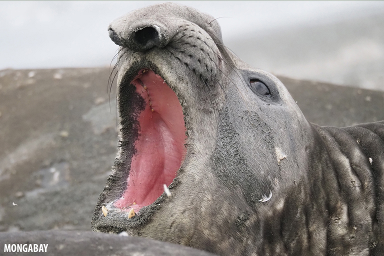 A Southern elephant seal (Mirounga leonina) in Antarctica. The species eats krill directly, along with many other prey species that feed on krill. Image by Rhett A. Butler.