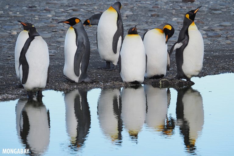 Emperor penguins (Aptenodytes forsteri) in Antarctica. Image by Rhett A. Butler.