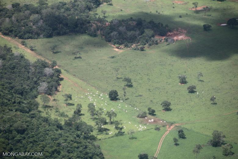 Cattle ranching in the Brazilian Amazon