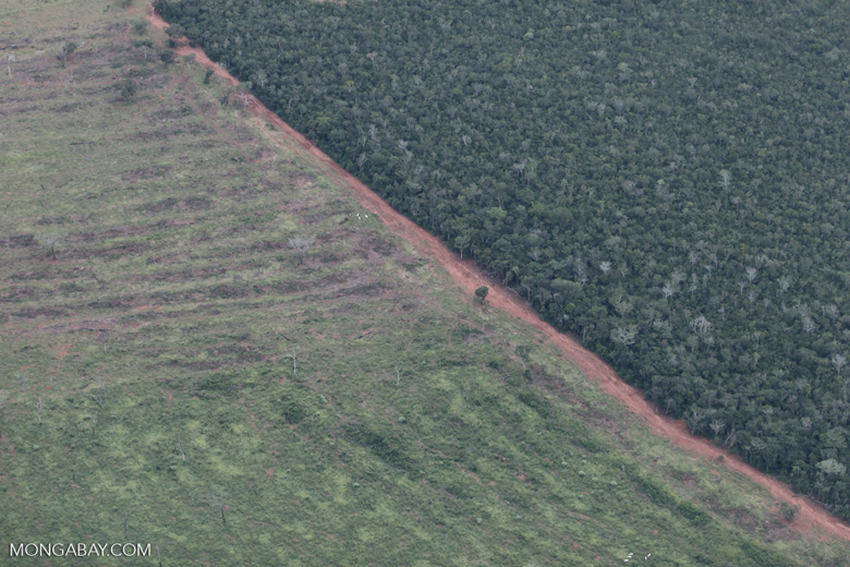 Recently cleared land border a tract of Amazon forest