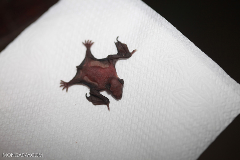 Newborn bat [brazil_1135]