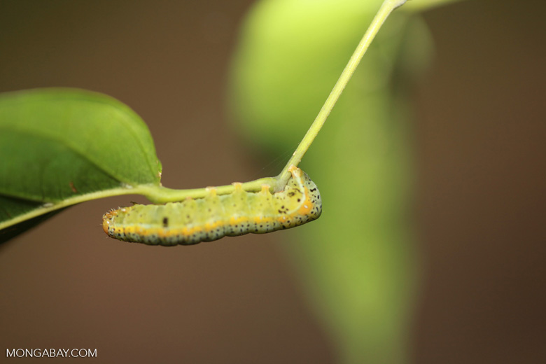 Green and yellow caterpillar