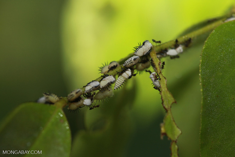 Immature treehopper (Family Membracidae) insects being 'milked' by ants