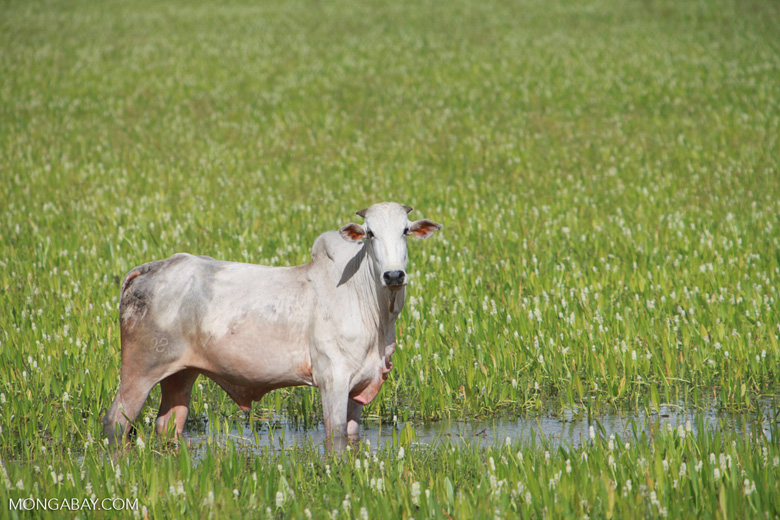 Cow in the Pantanal [brazil_1311]