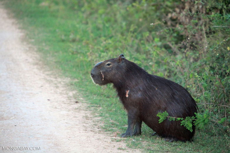 World's largest rodent the capybara