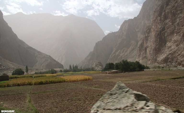 Corn field and a village