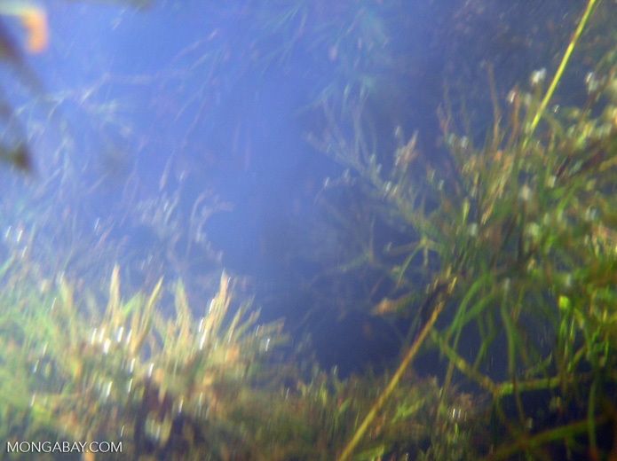 Foxtail aquatic plants in Amazon Oxbow lake [underwatermanu090]