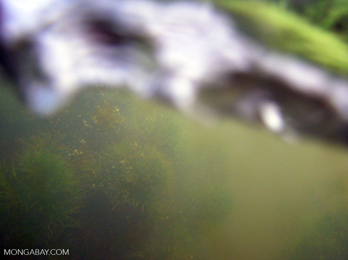 Foxtail aquatic plants in Amazon Oxbow lake [underwatermanu109]