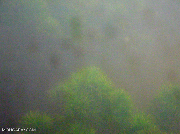 Foxtail aquatic plants in Amazon Oxbow lake [underwatermanu110]