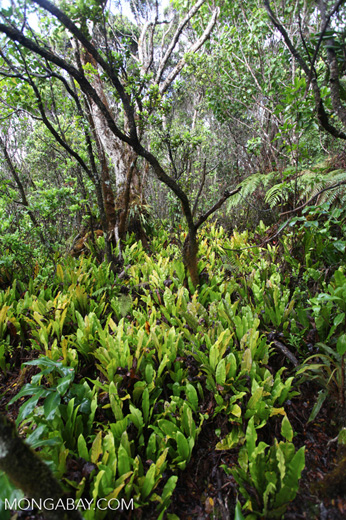 Vegetation along the Alaka'i Swamp Trail