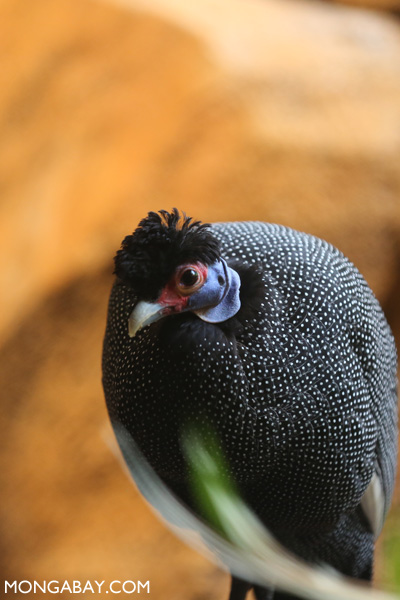 Guineafowl