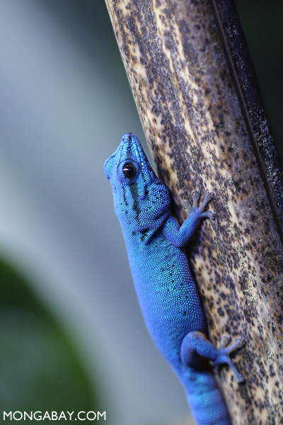 Animals 04771