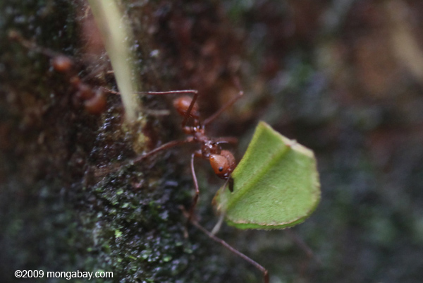 Leaf-cutter ant