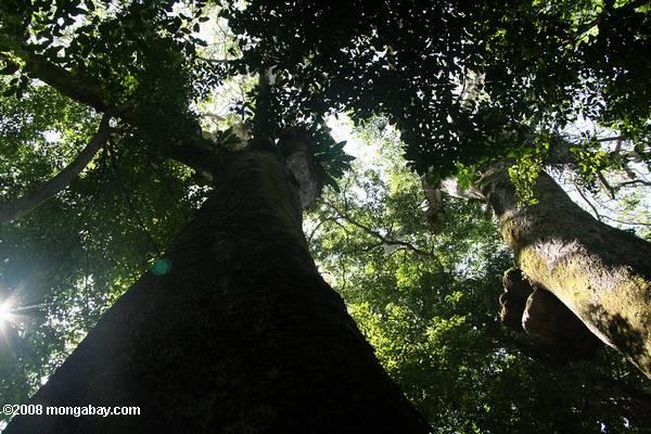 Costa Rican rainforest. Scientists estimate that the seeds of 90 percent of tropical trees and shrubs are spread by vertebrates. Photo by Rhett A. Butler.