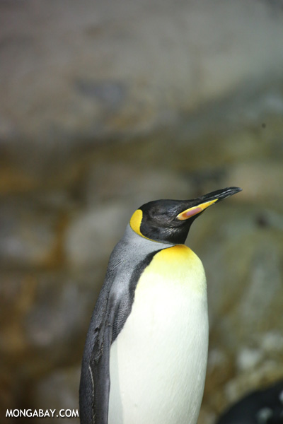 king lear penguin