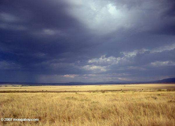 Grassland in Kenya