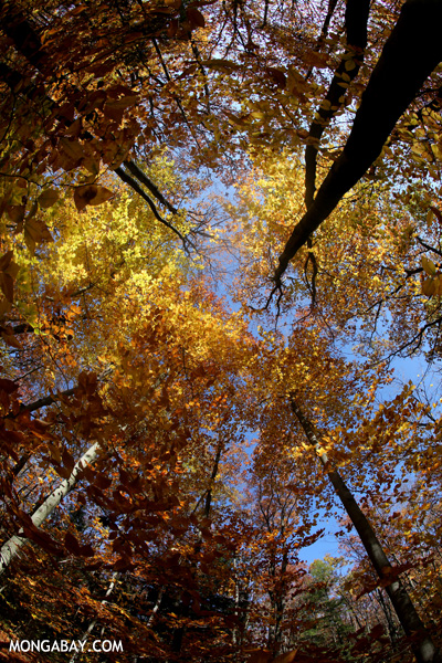 Leaves changing in an East Coast forest [pittsfield_state_forest_060]