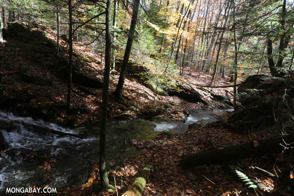 Waterfall in Pittsfield State Forest [pittsfield_state_forest_076]