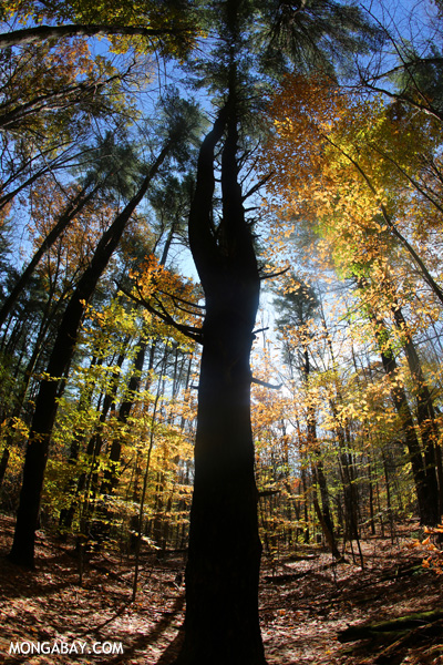 Fall in an East Coast forest [pittsfield_state_forest_192]