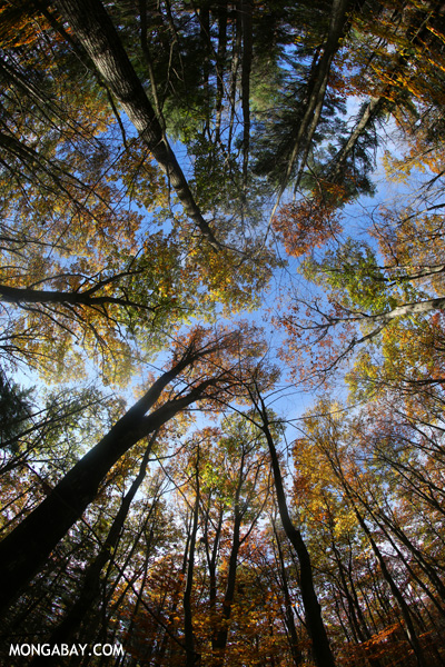 Fall in an East Coast forest [pittsfield_state_forest_200]