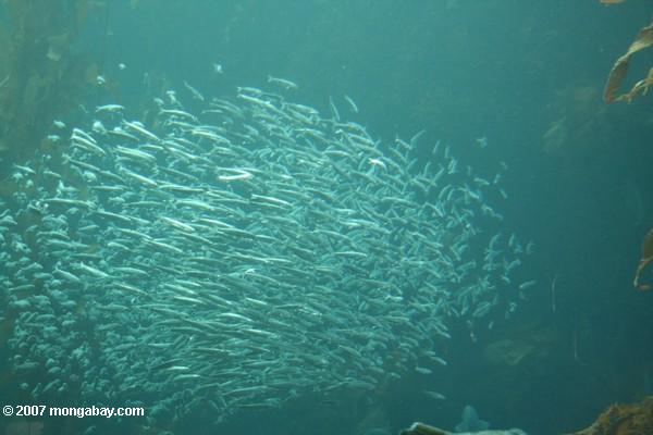 School of fish near a kelp forest