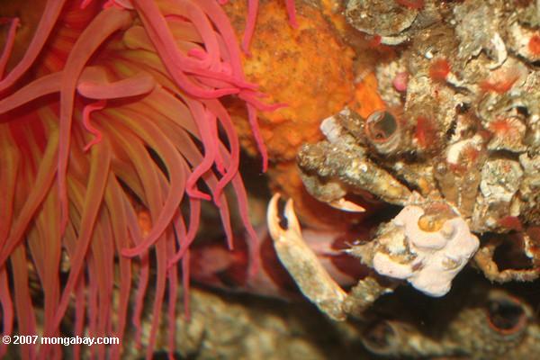 Pink and orange sea anemone