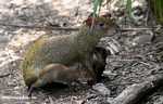 Mother Agouti nursing her babies
