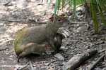 Mother Agouti nursing her babies