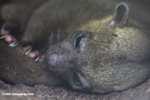 Kinkajou (Potos flavus) -  sometimes known as the cat-monkey
