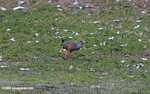 Bird with yellow beak and red legs