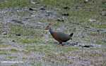 Bird with yellow beak and red legs