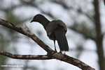 Plain Chachalaca (Ortalis vetula)