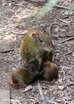Mother agouti nursing her babies