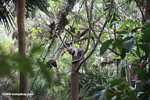 Margay at the Belize Zoo