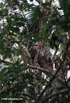 Margay sleeping atop a tree branch