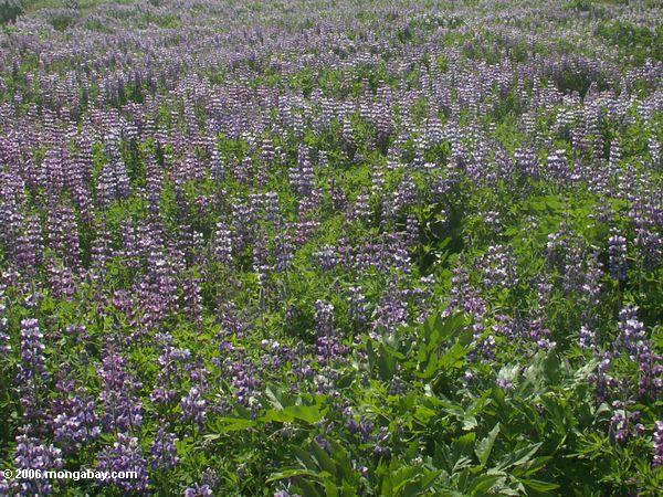 Nootka lupine