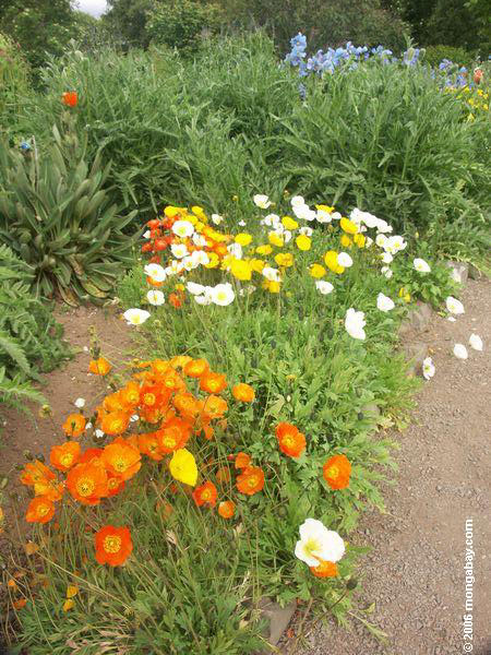 Iceland Poppy at the Akueryi Botanical Gardens