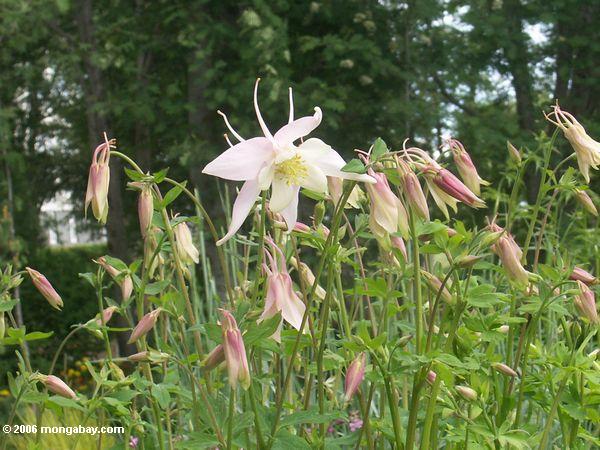 Columbine at the Akueryi Botanical Gardens