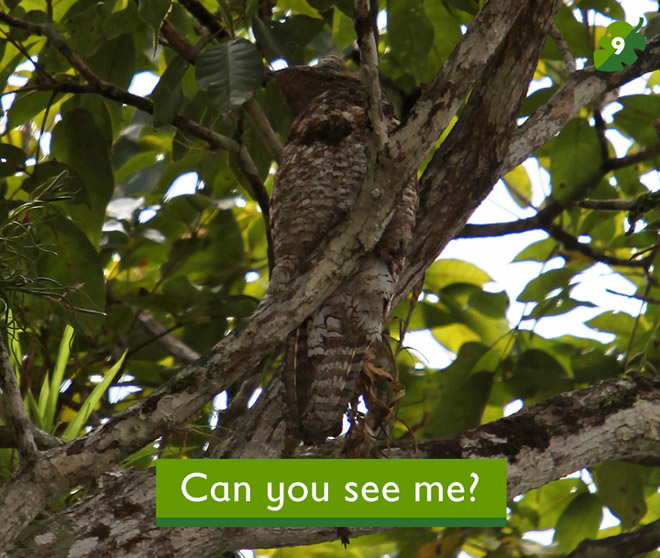 Can you see me? - I am a bird