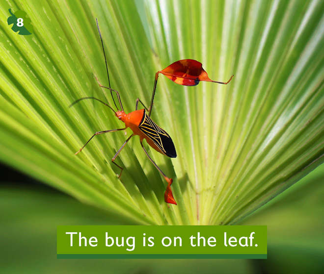 The bug is on the leaf.
