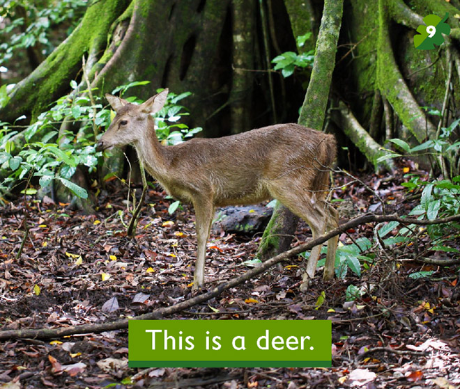 This is a deer.