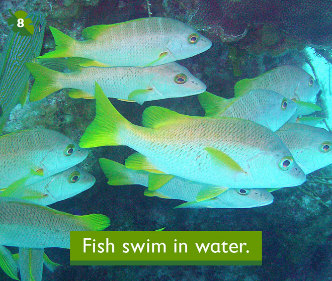 Fish swim in water.